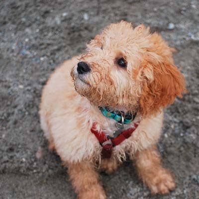 goldendoodle para personas mayores